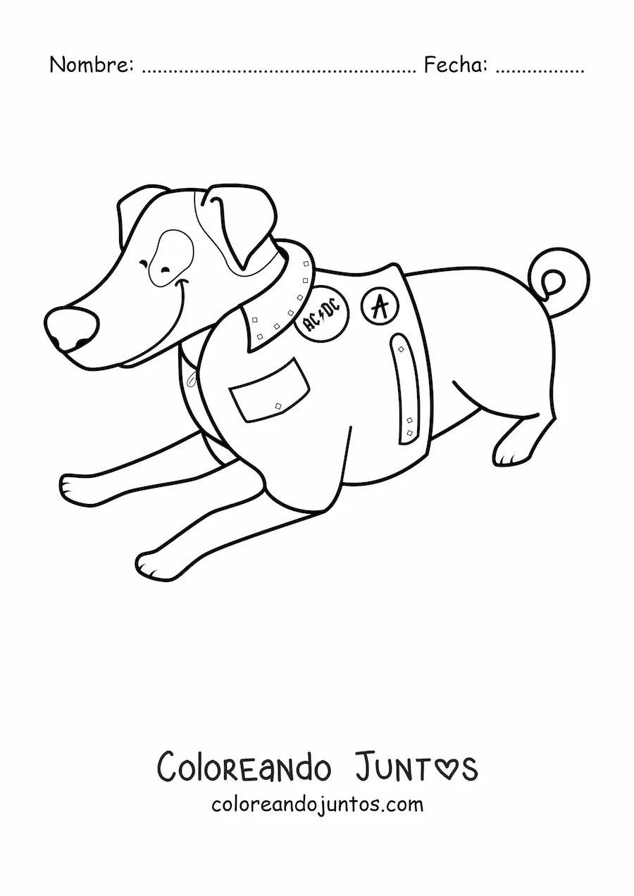 Imagen para colorear de un jack russel terrier acostado usando una chaqueta