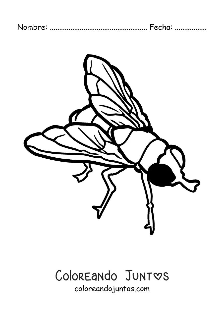 Imagen para colorear de una mosca grande fácil