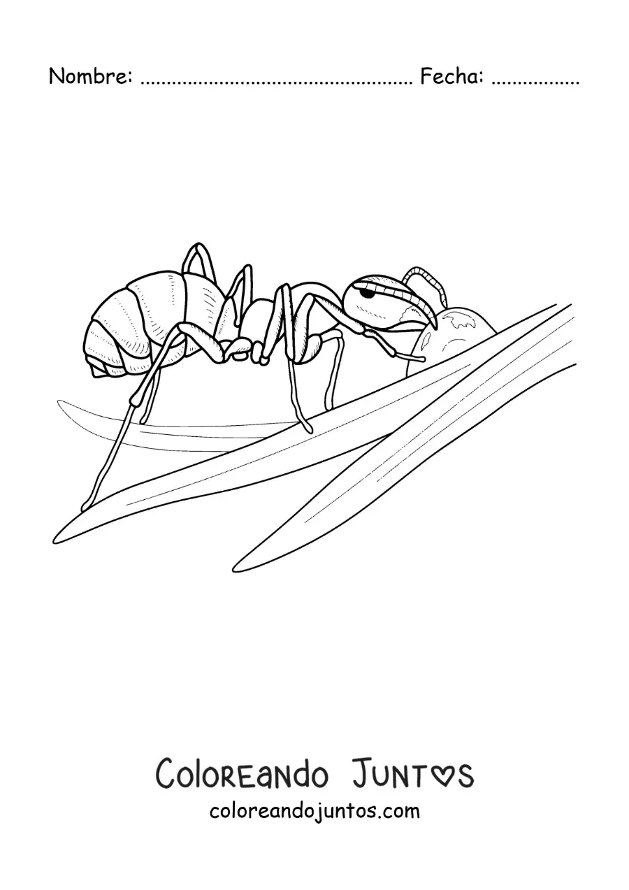 Imagen para colorear de una hormiga trabajando en una hoja
