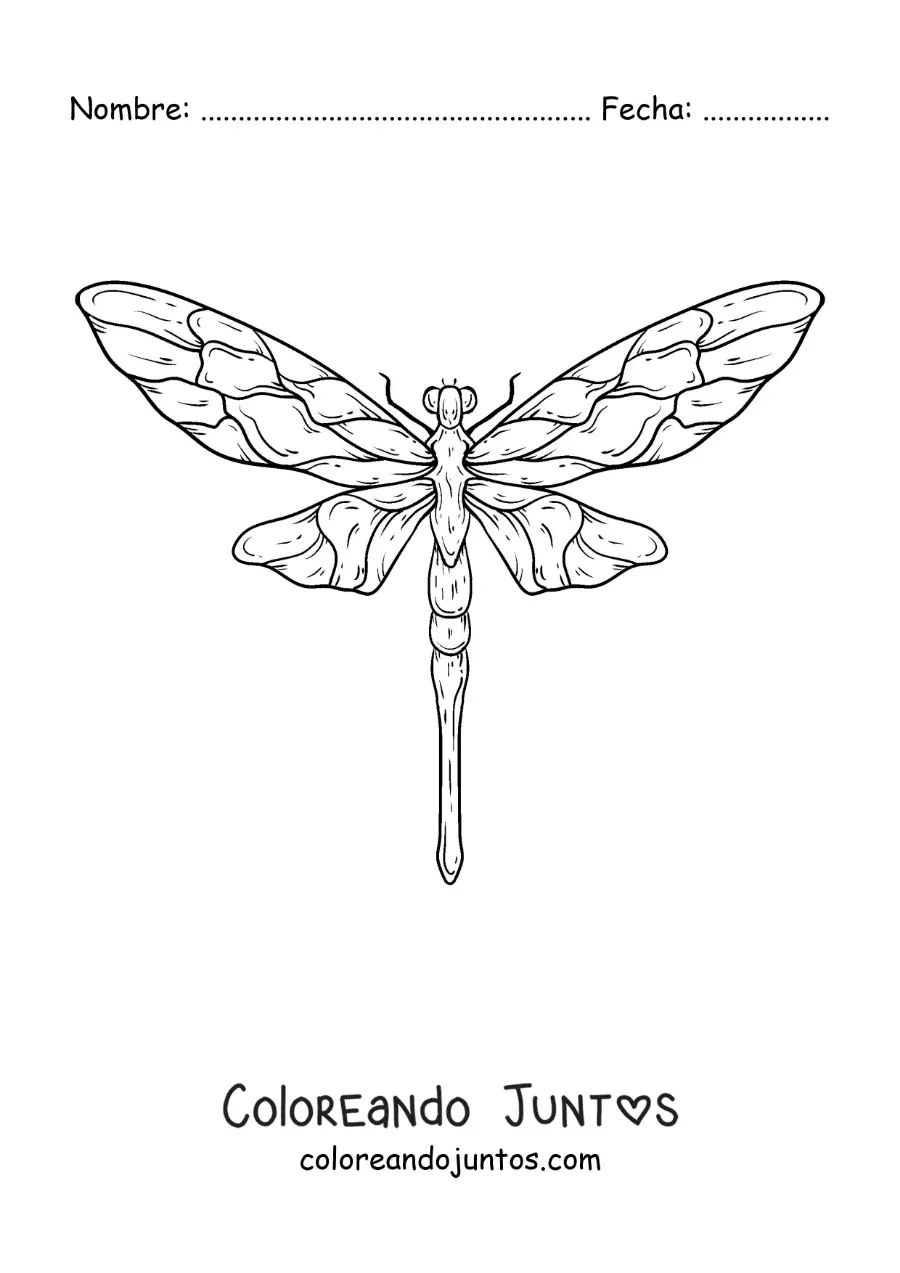 Imagen para colorear de libélula realista
