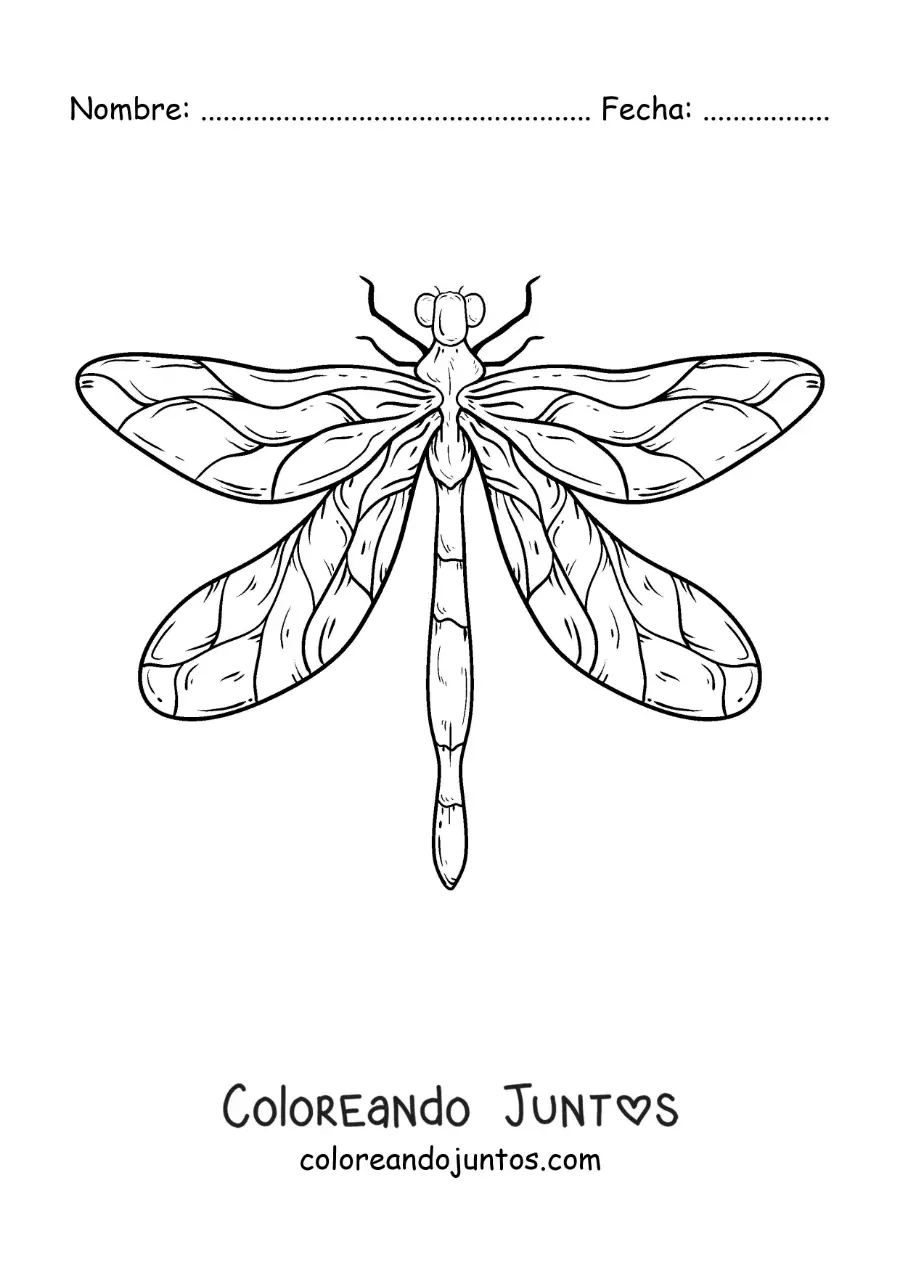 Imagen para colorear de una libélula realista grande