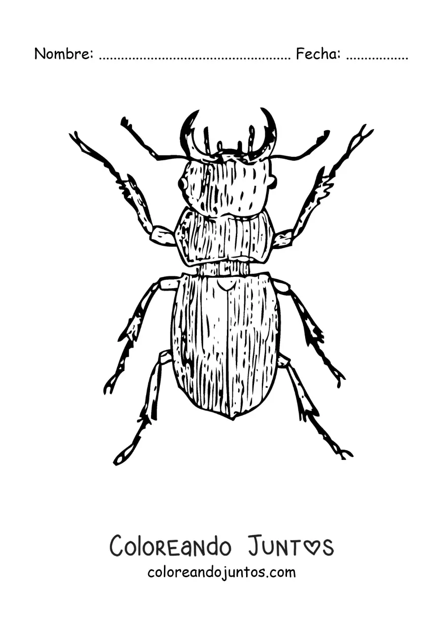 Imagen para colorear de un escarabajo pelotero realista