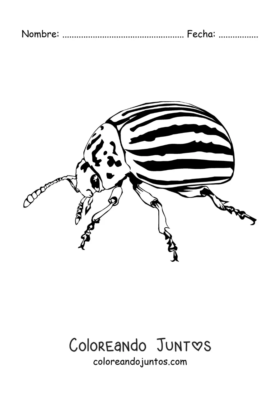 Imagen para colorear de escarabajo de la patata realista