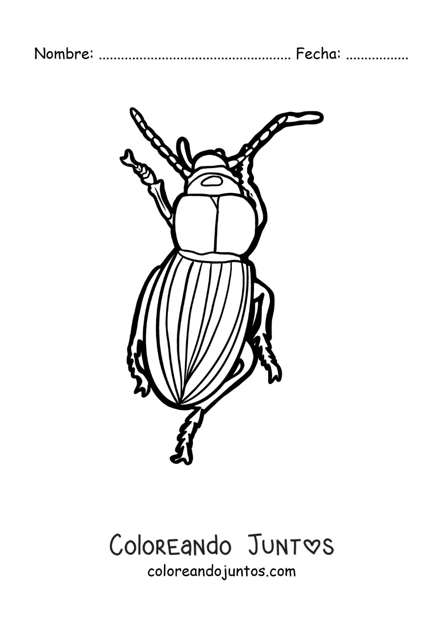 Imagen para colorear de un escarabajo caminando