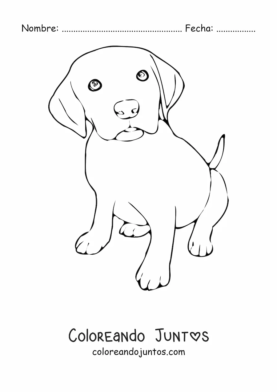 Imagen para colorear de un cachorro de labrador