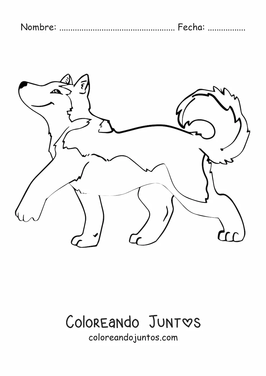 Imagen para colorear de un husky animado caminando