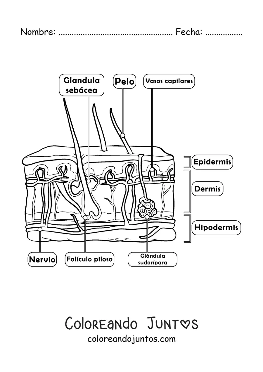 Imagen para colorear de partes de la piel como órgano del sentido del tacto