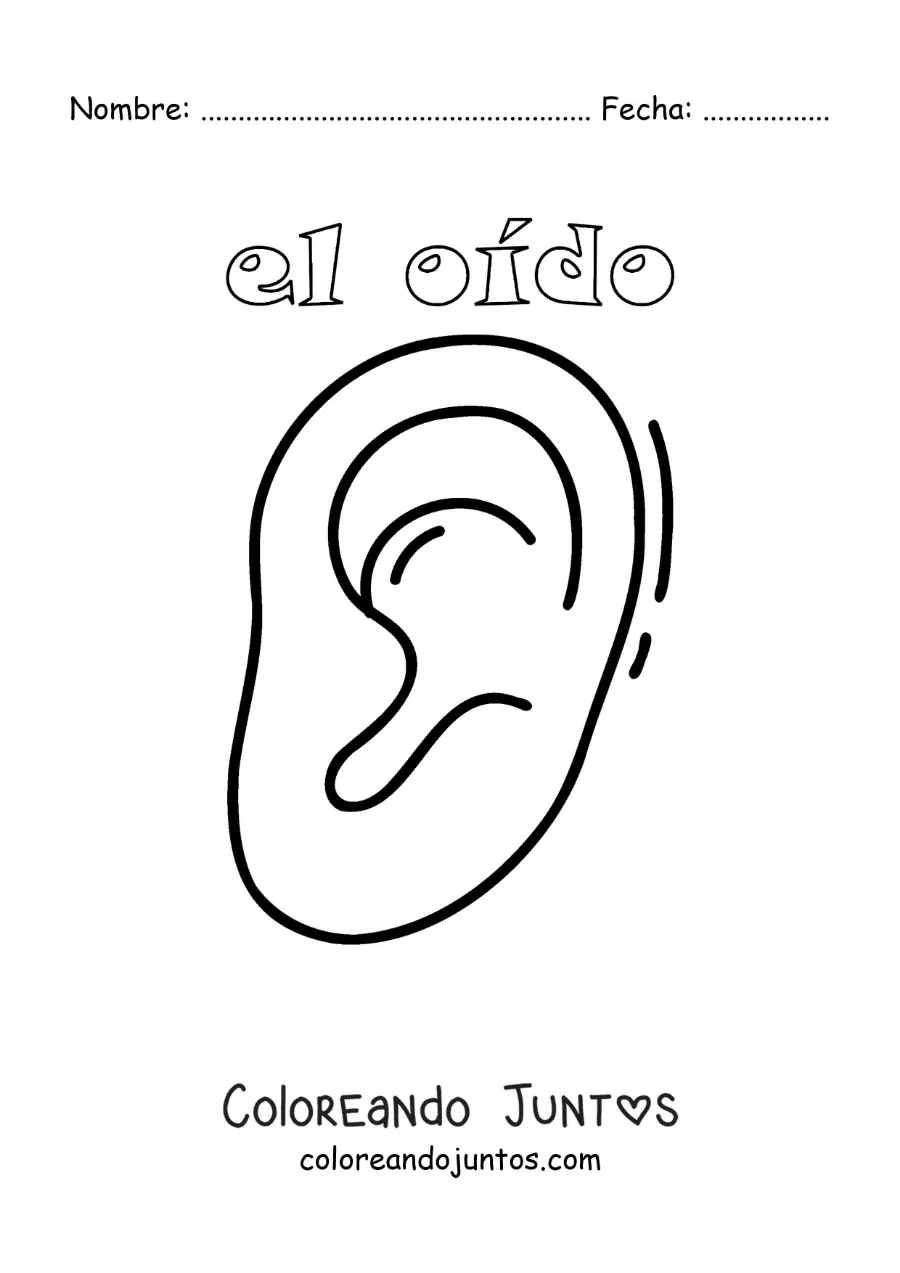 Imagen para colorear de la oreja como parte del sentido del oído para niños