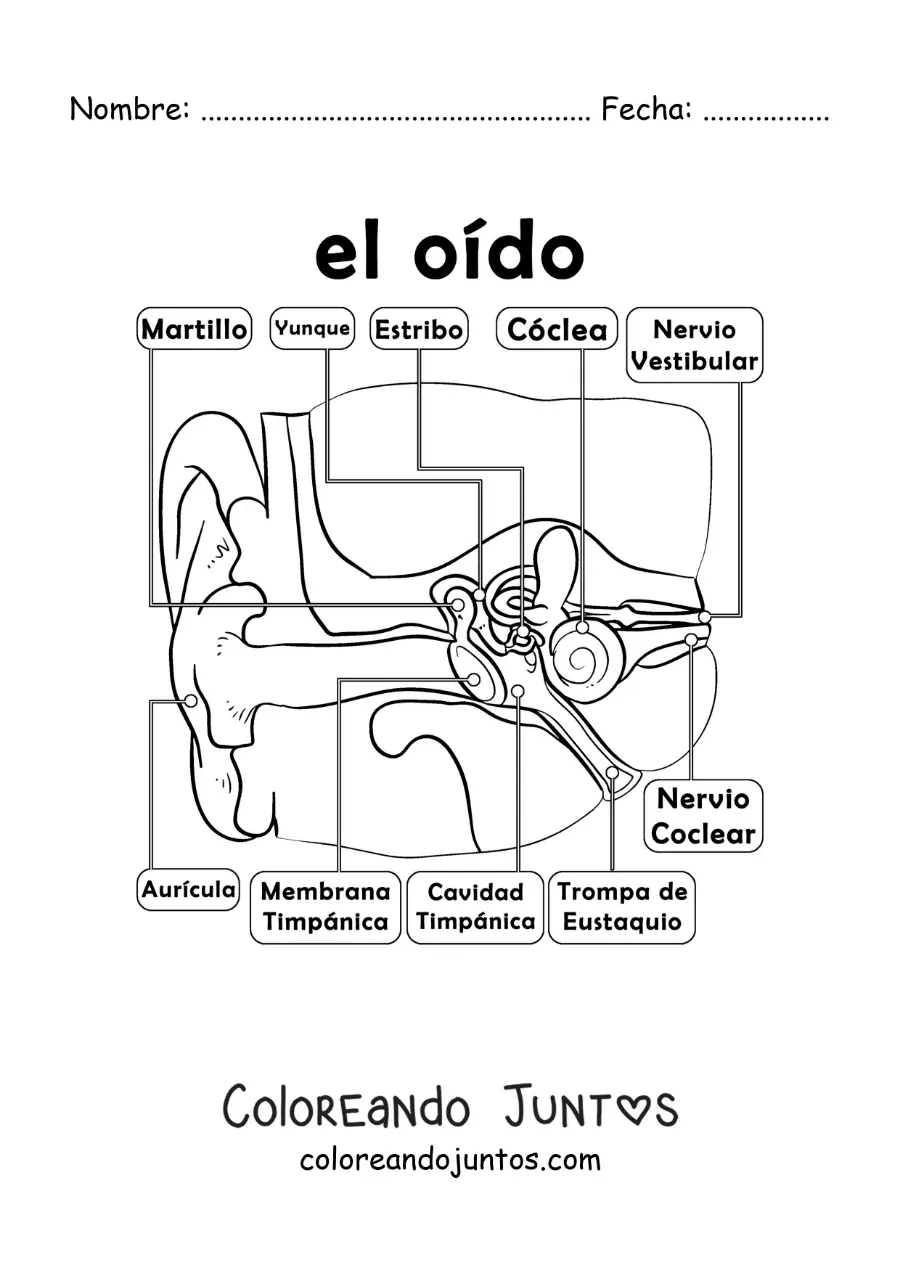 Imagen para colorear de las partes del órgano del oído