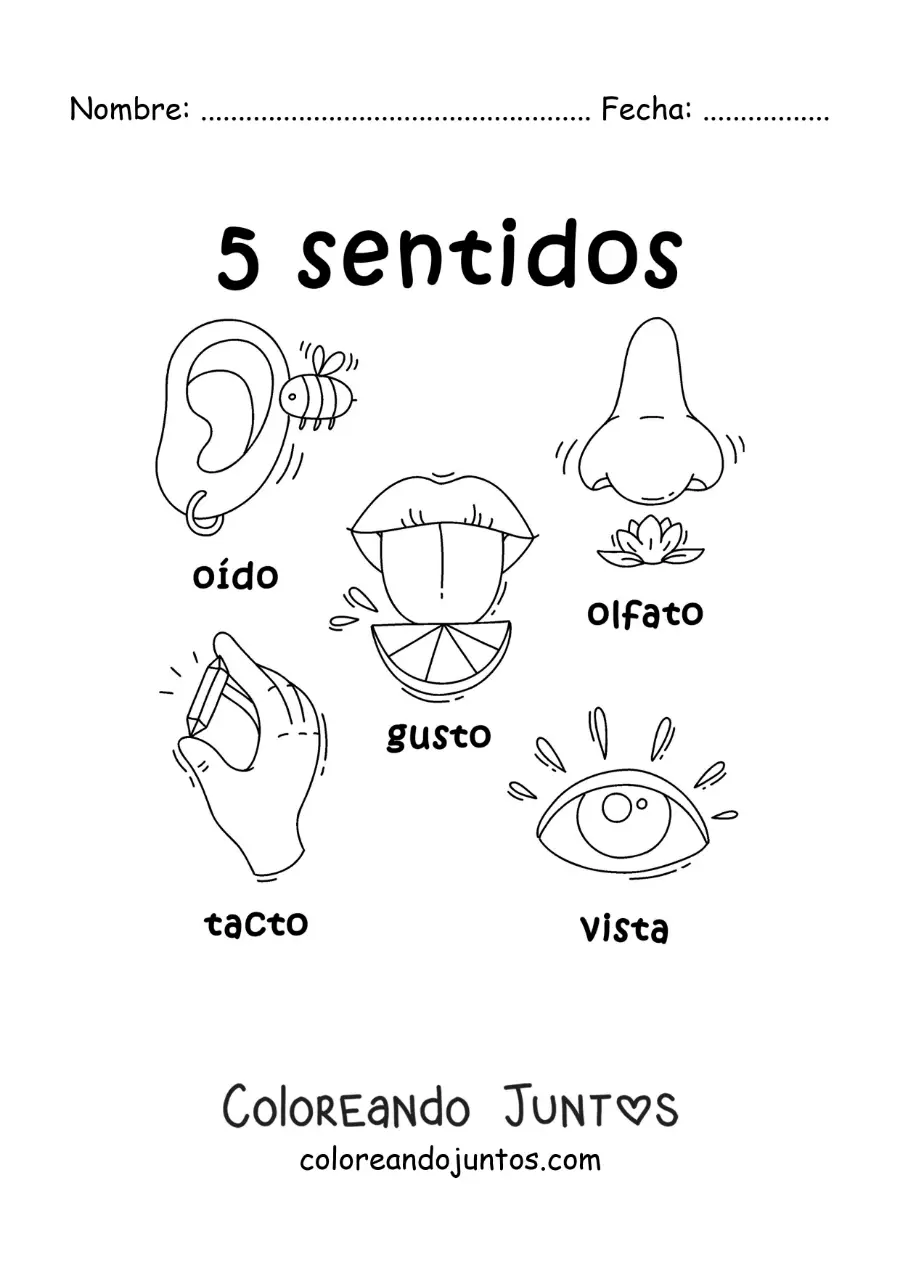 Imagen para colorear de ejemplos animados de los 5 sentidos para niños