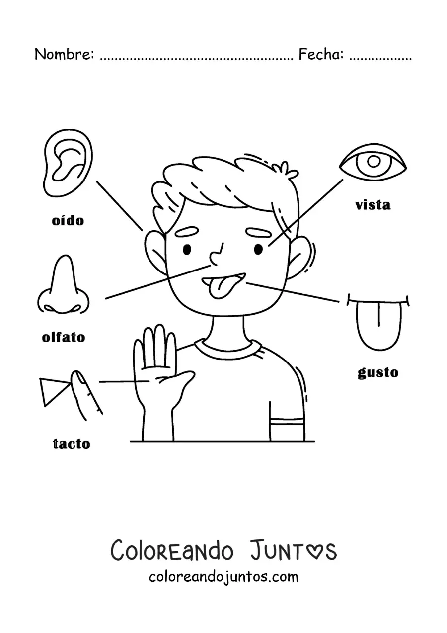 Imagen para colorear de los 5 sentidos en el cuerpo humano para niños