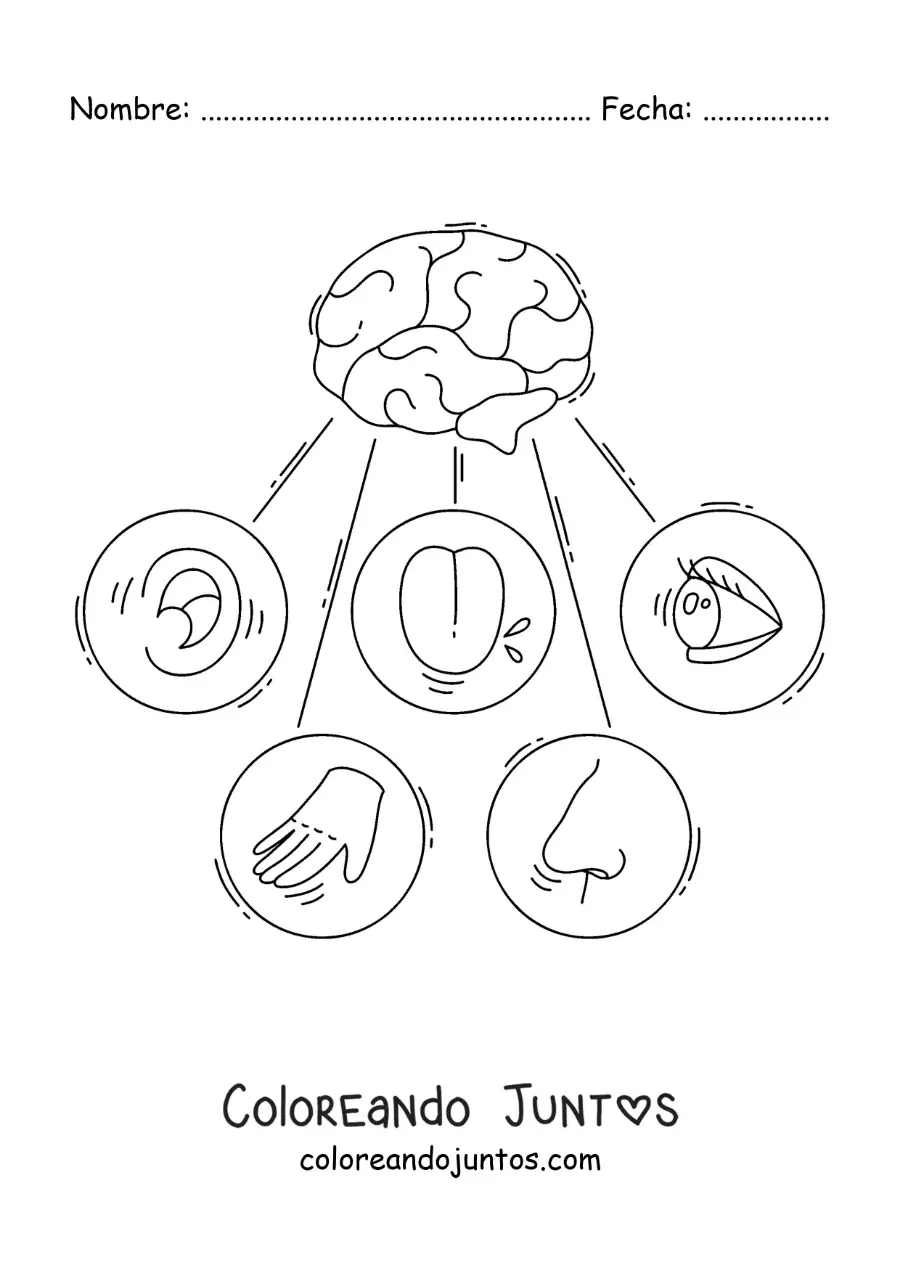 Imagen para colorear de los cinco sentidos y el cerebro humano