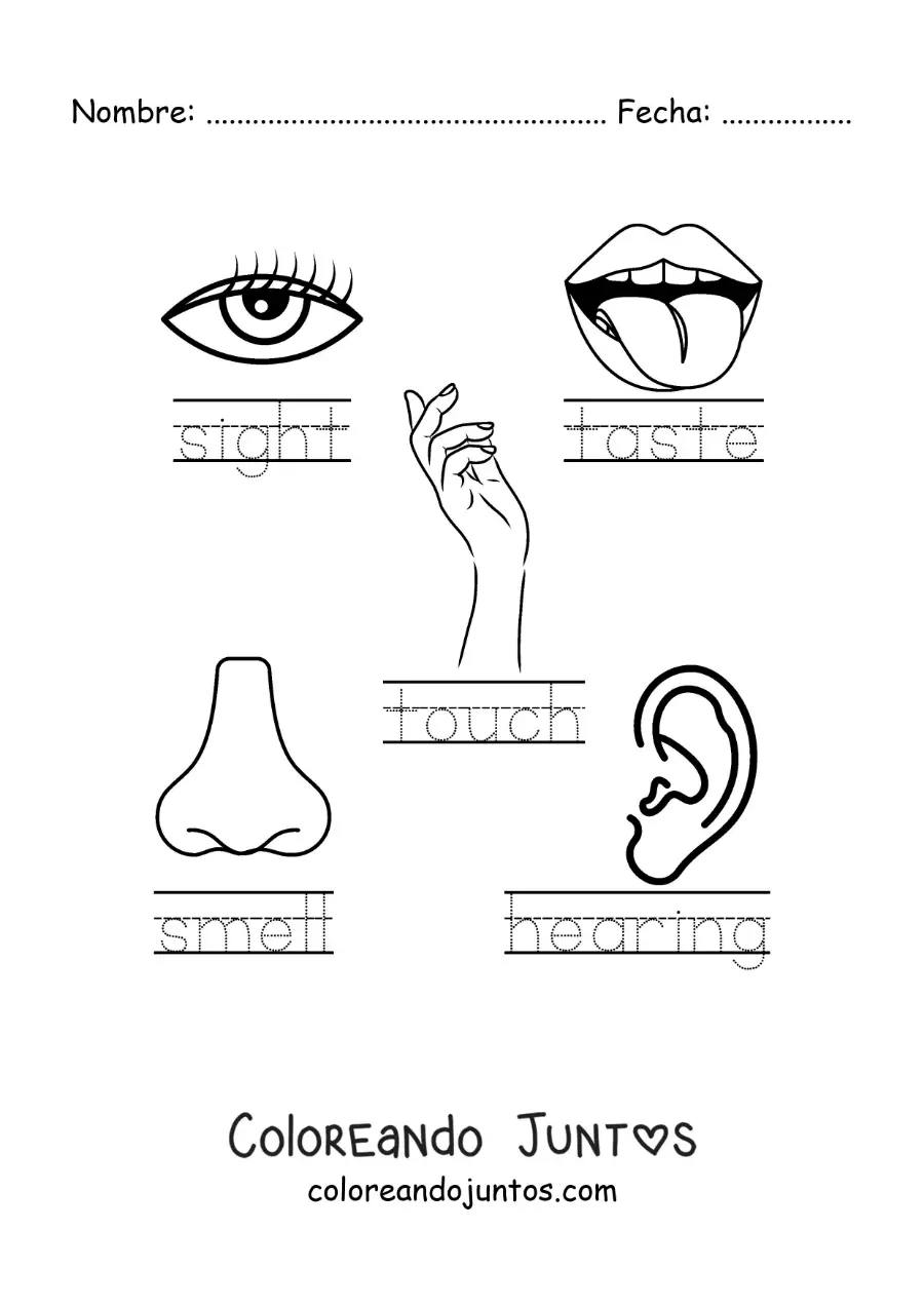 Imagen para colorear de actividad educativa de los cinco sentidos en inglés