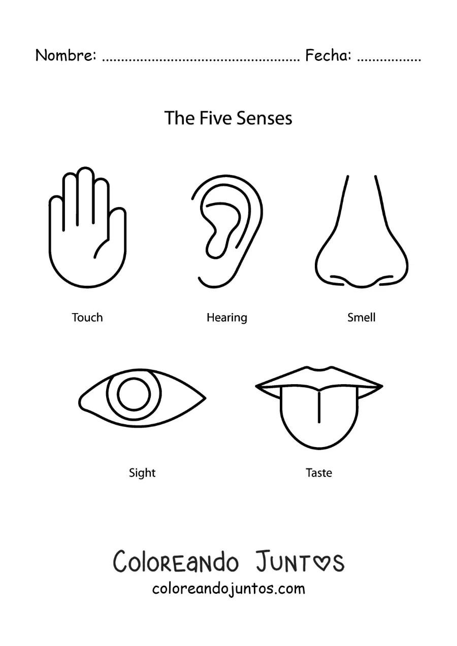 Imagen para colorear de los cinco sentidos en inglés para niños