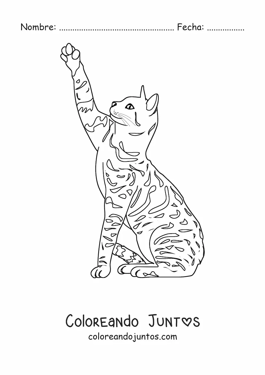 Imagen para colorear de un gato realista con manchas