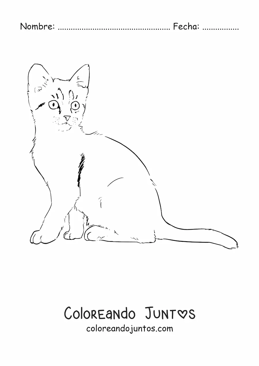 Imagen para colorear de un gato realista sentado