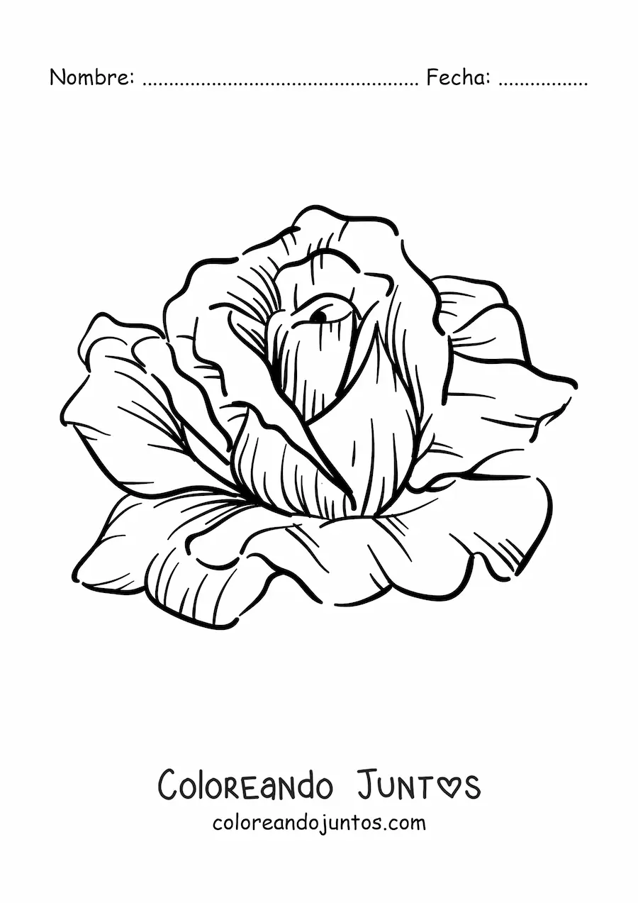 Imagen para colorear de una rosa grande realista