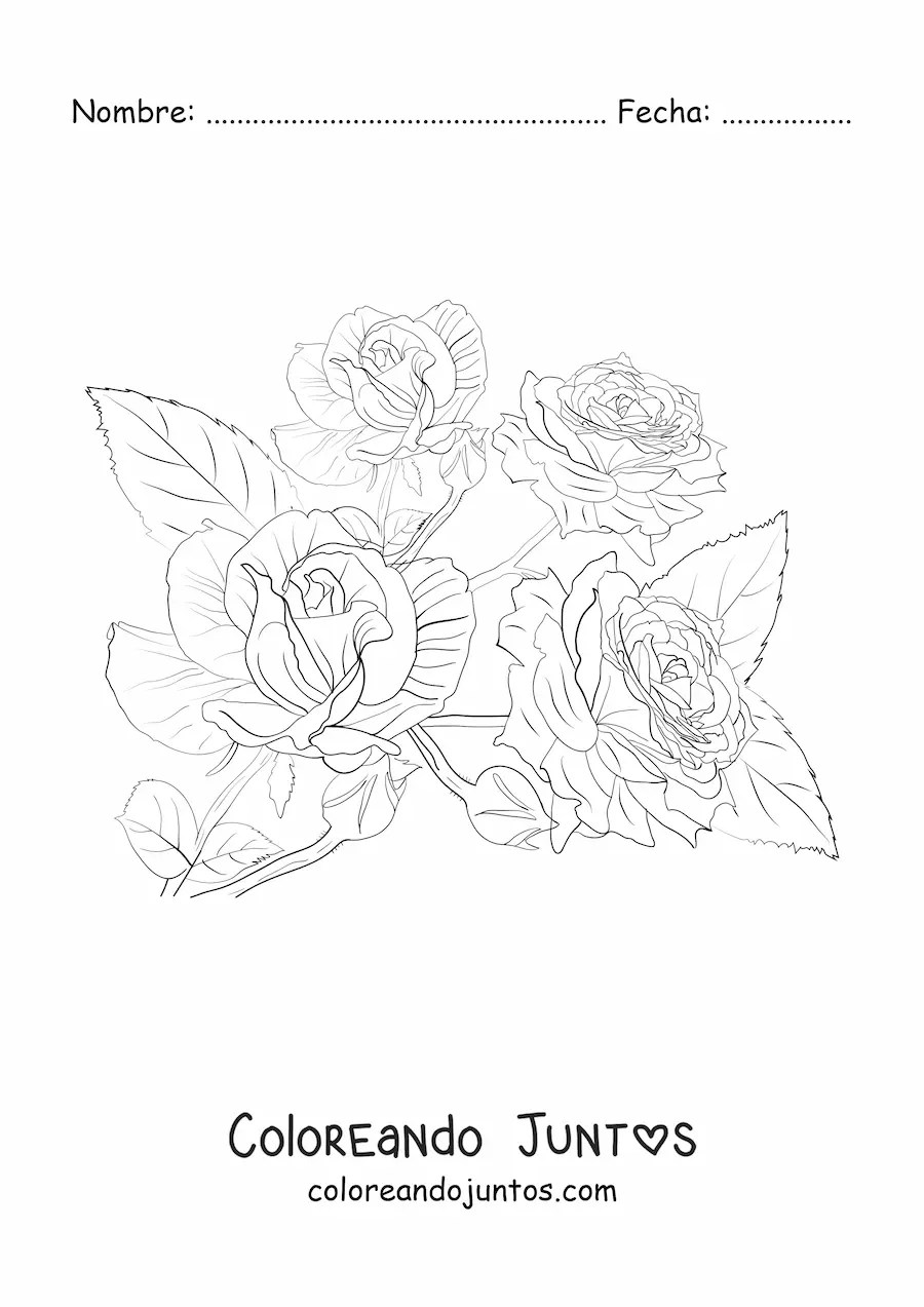 Imagen para colorear de cuatro rosas lindas realistas con hojas