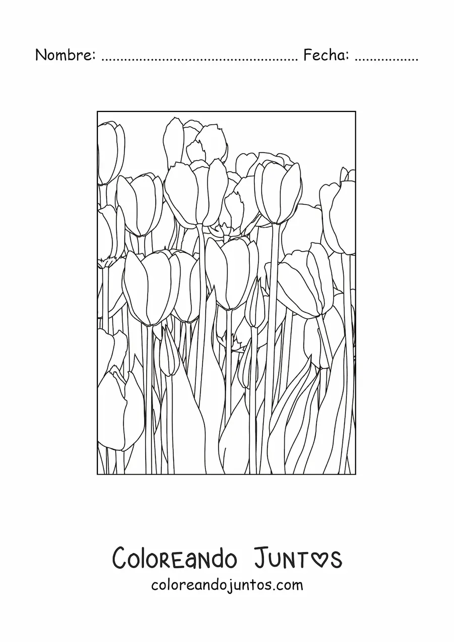 Imagen para colorear de un sembradío de tulipanes