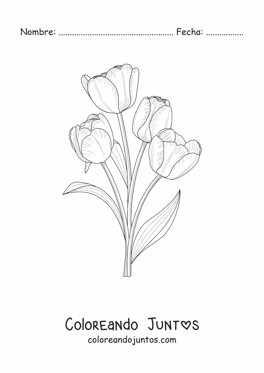 Imagen para colorear de cuatro tulipanes realistas