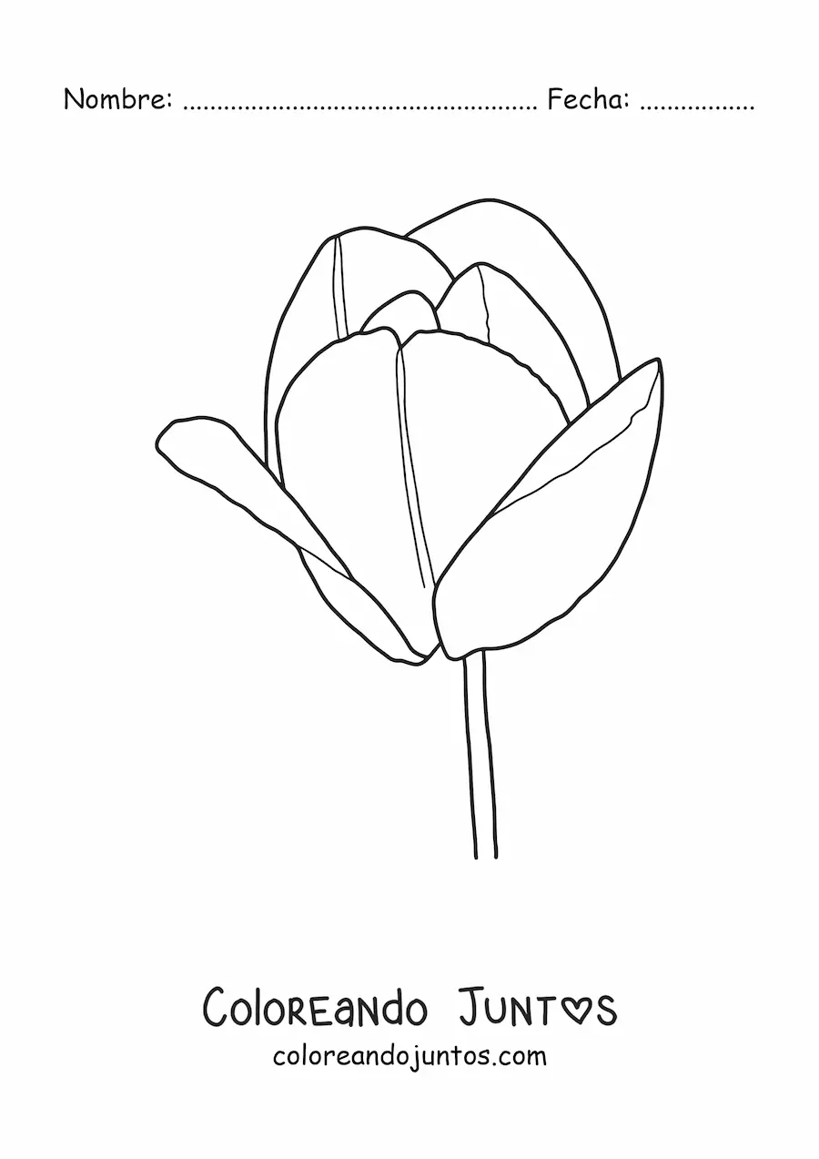 Imagen para colorear de un tulipán grande