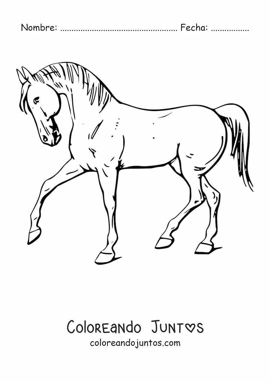 Imagen para colorear de un caballo de perfil