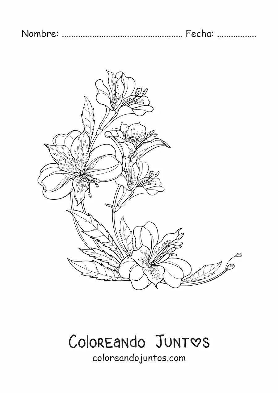 Imagen para colorear de cinco hermosos lirios realistas con hojas