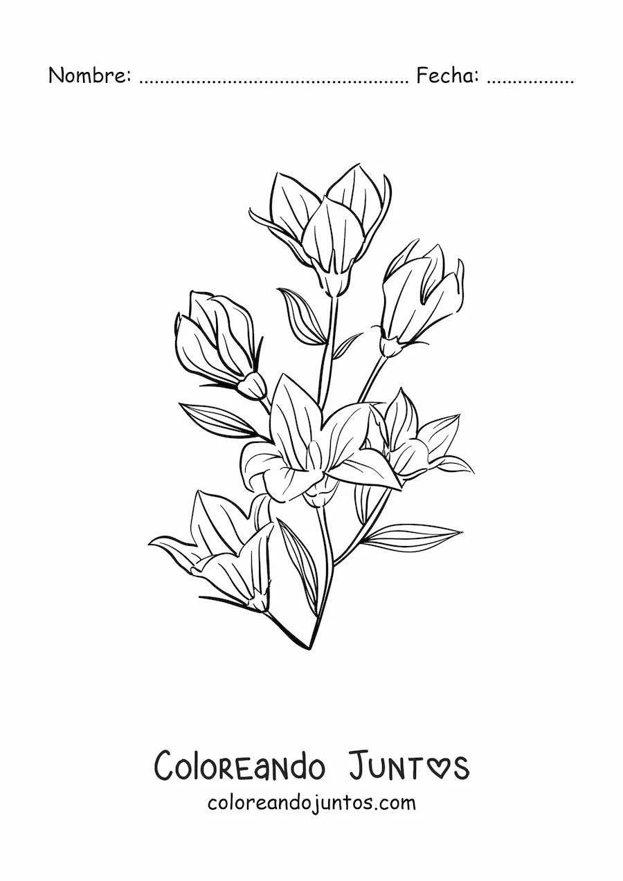 Imagen para colorear de varios lirios con hojas