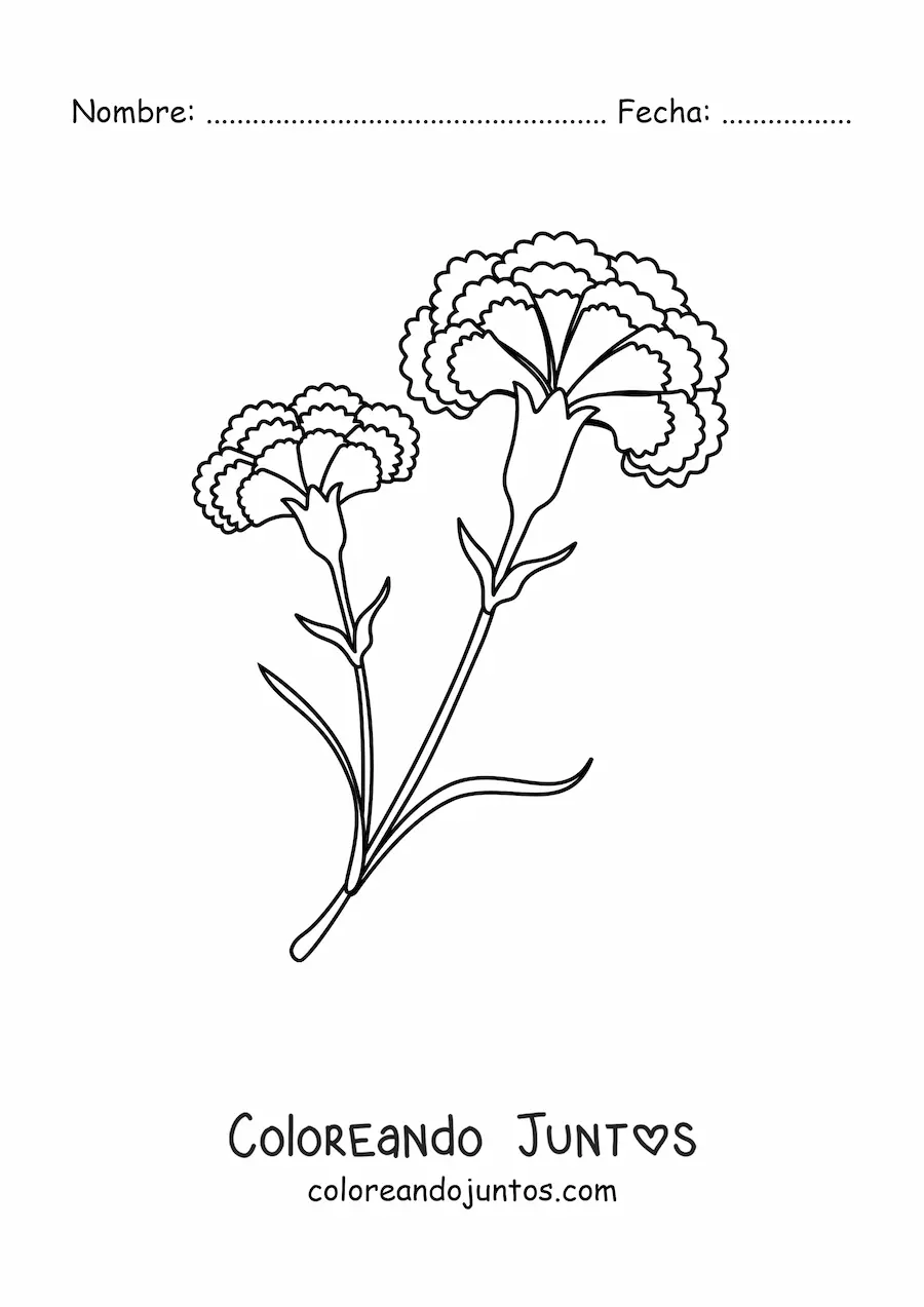 Imagen para colorear de dos claveles hermosos