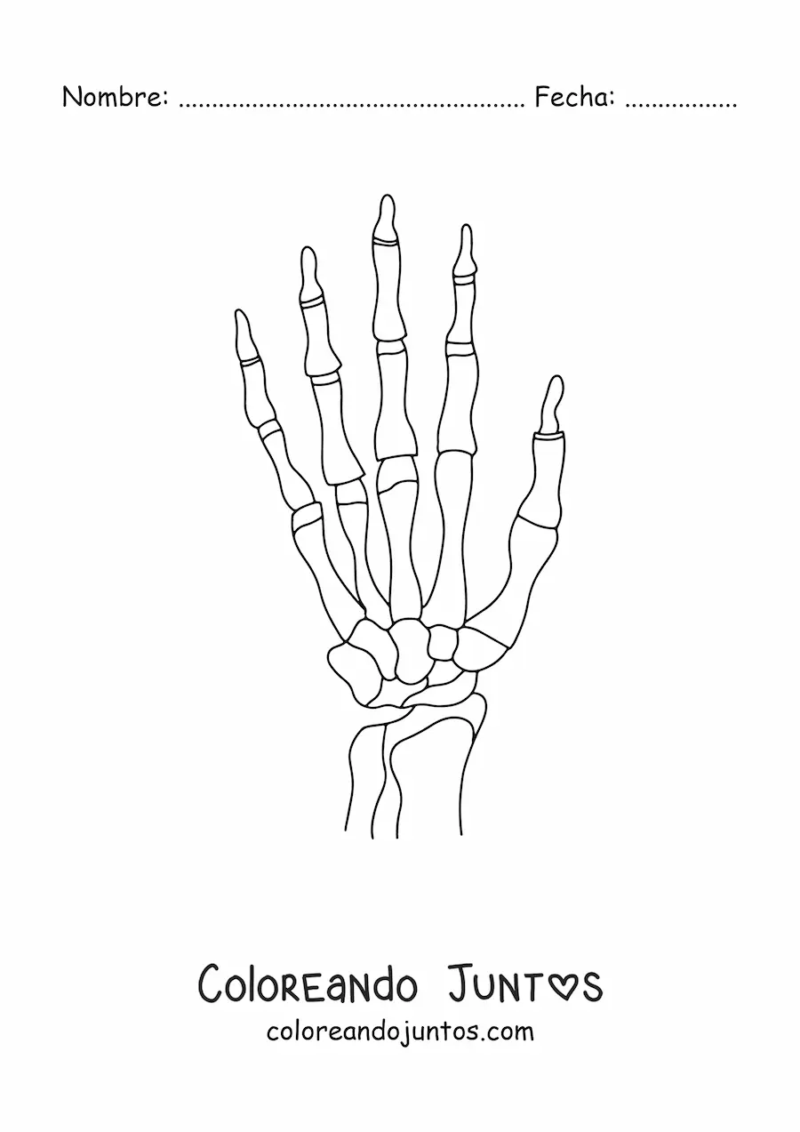 Imagen para colorear de los huesos de la mano