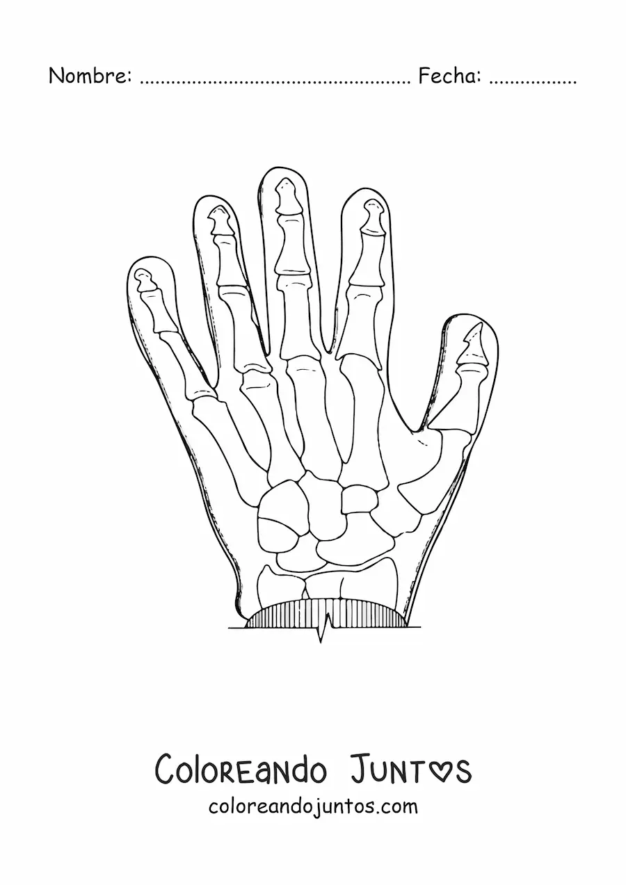 Imagen para colorear de una radiografía de una mano
