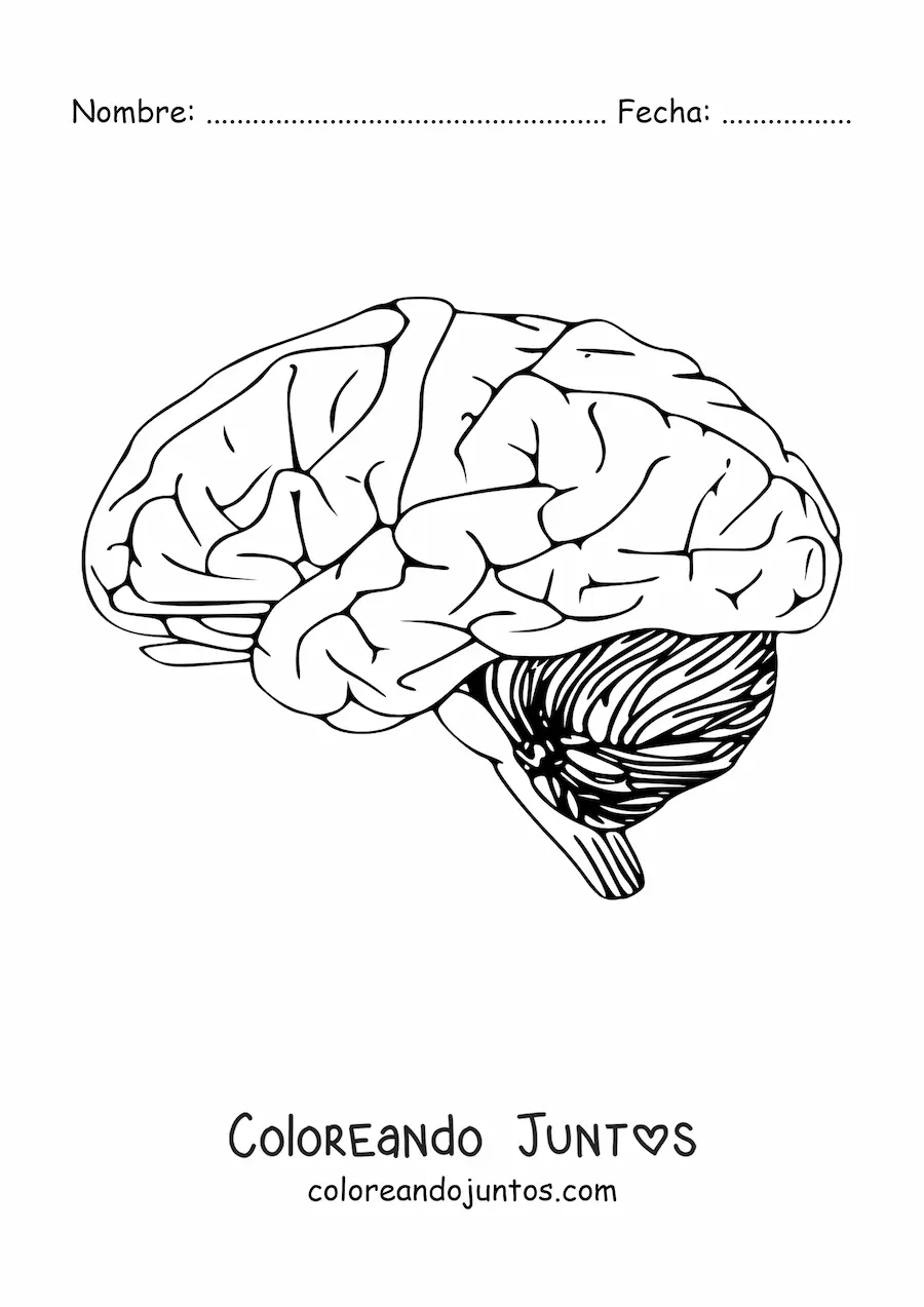 Imagen para colorear de un cerebro visto de lado