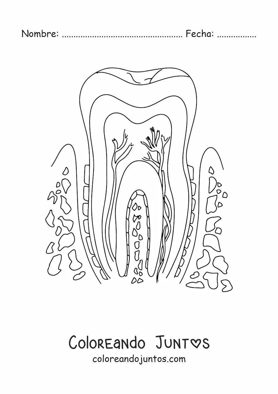 Imagen para colorear de una sección transversal de un diente, mostrando su estructura y sus partes