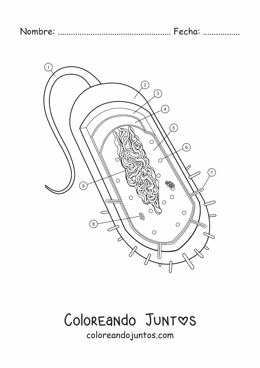 Imagen para colorear de la estructura de una célula procariota