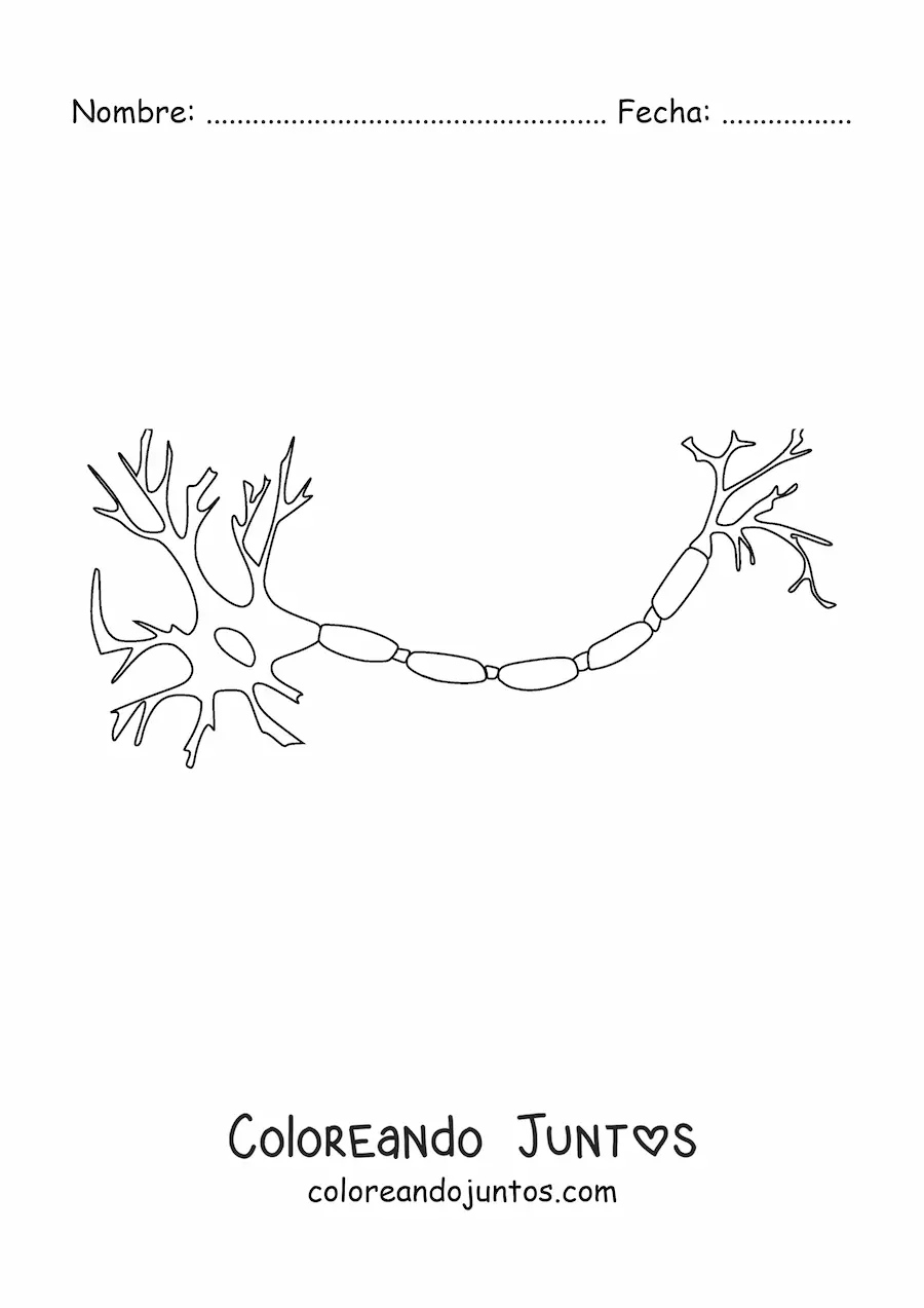 Imagen para colorear de una neurona