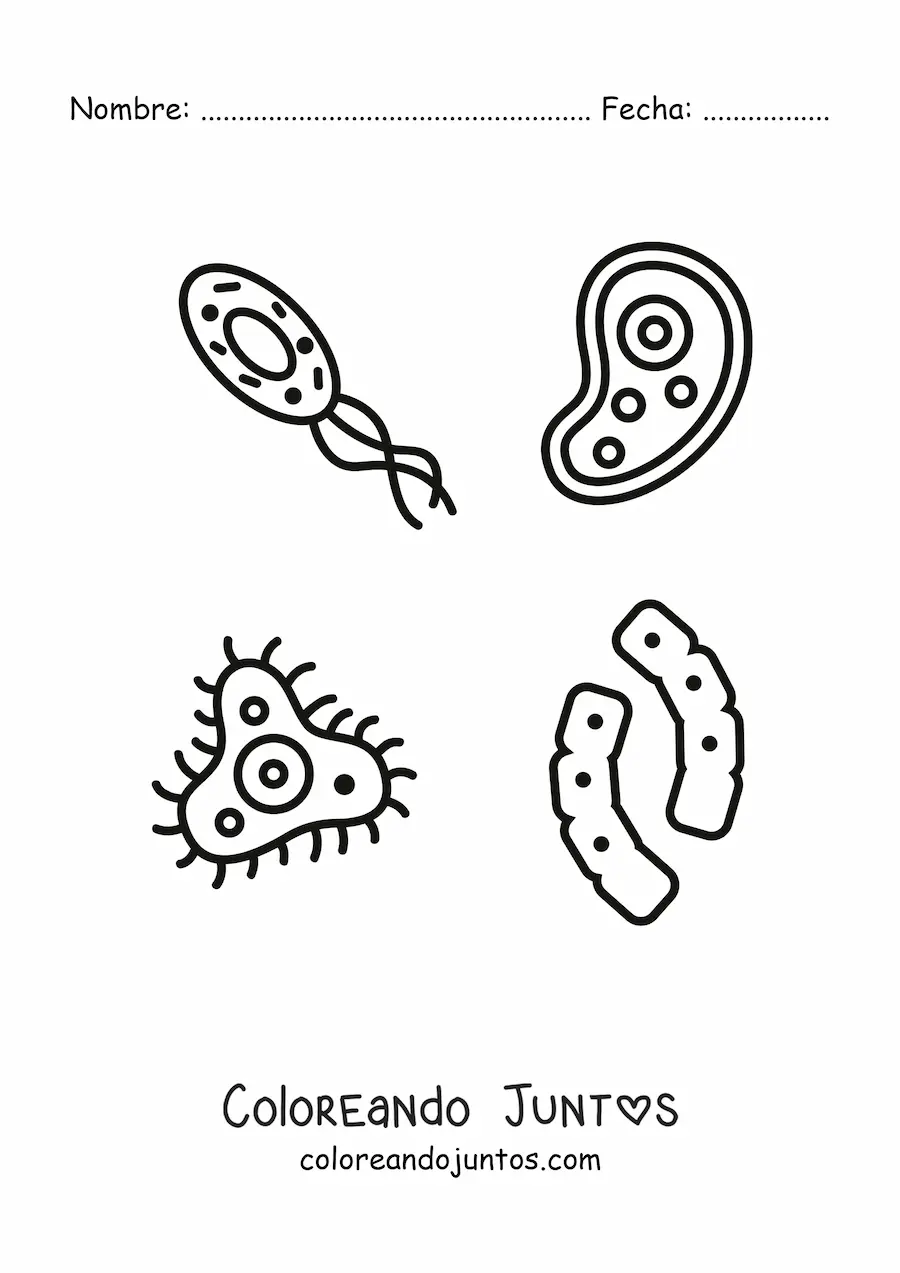 Microorganismos | Coloreando Juntos