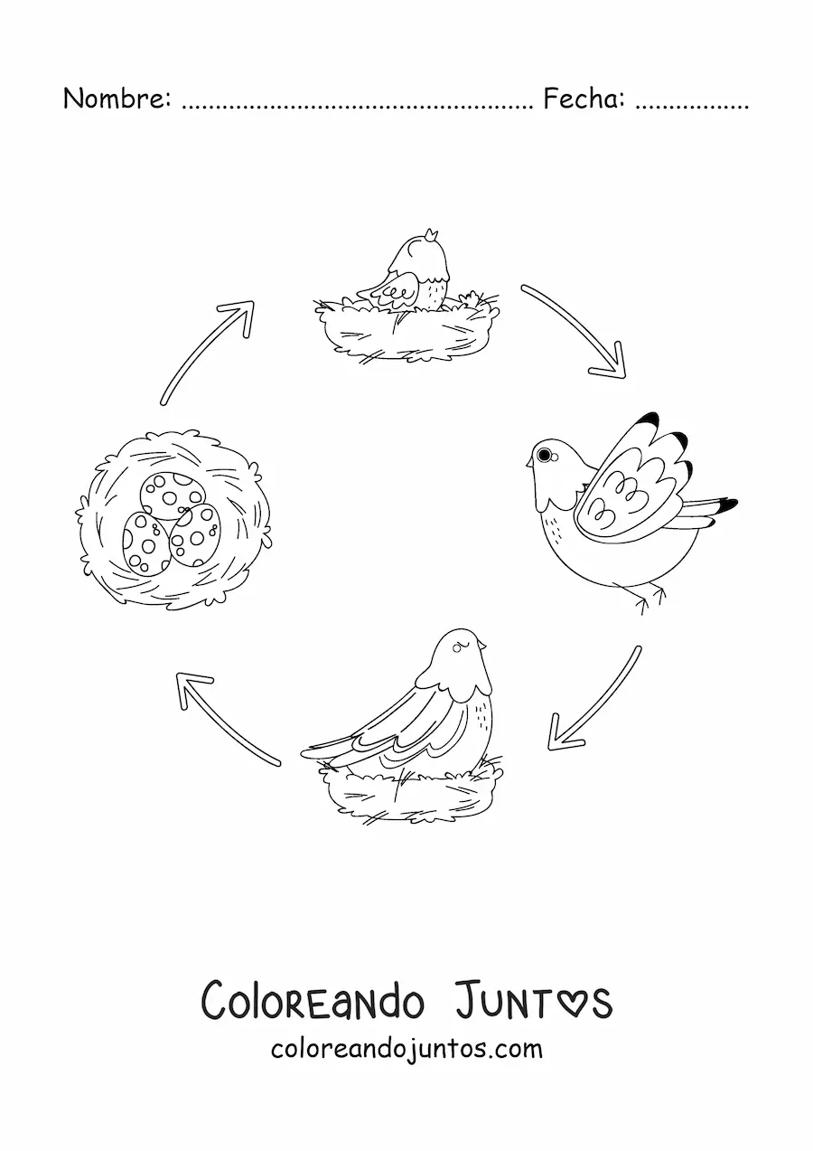 Imagen para colorear del ciclo de vida de las aves ilustrado con una paloma