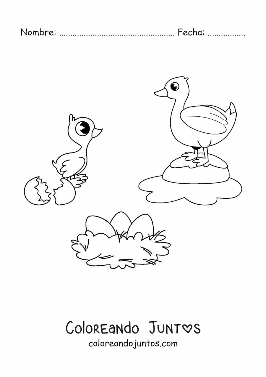 Imagen para colorear del ciclo de vida de las aves ilustrado con un pato