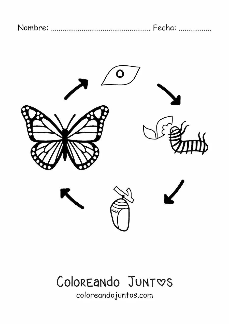 Imagen para colorear del ciclo de vida de una mariposa