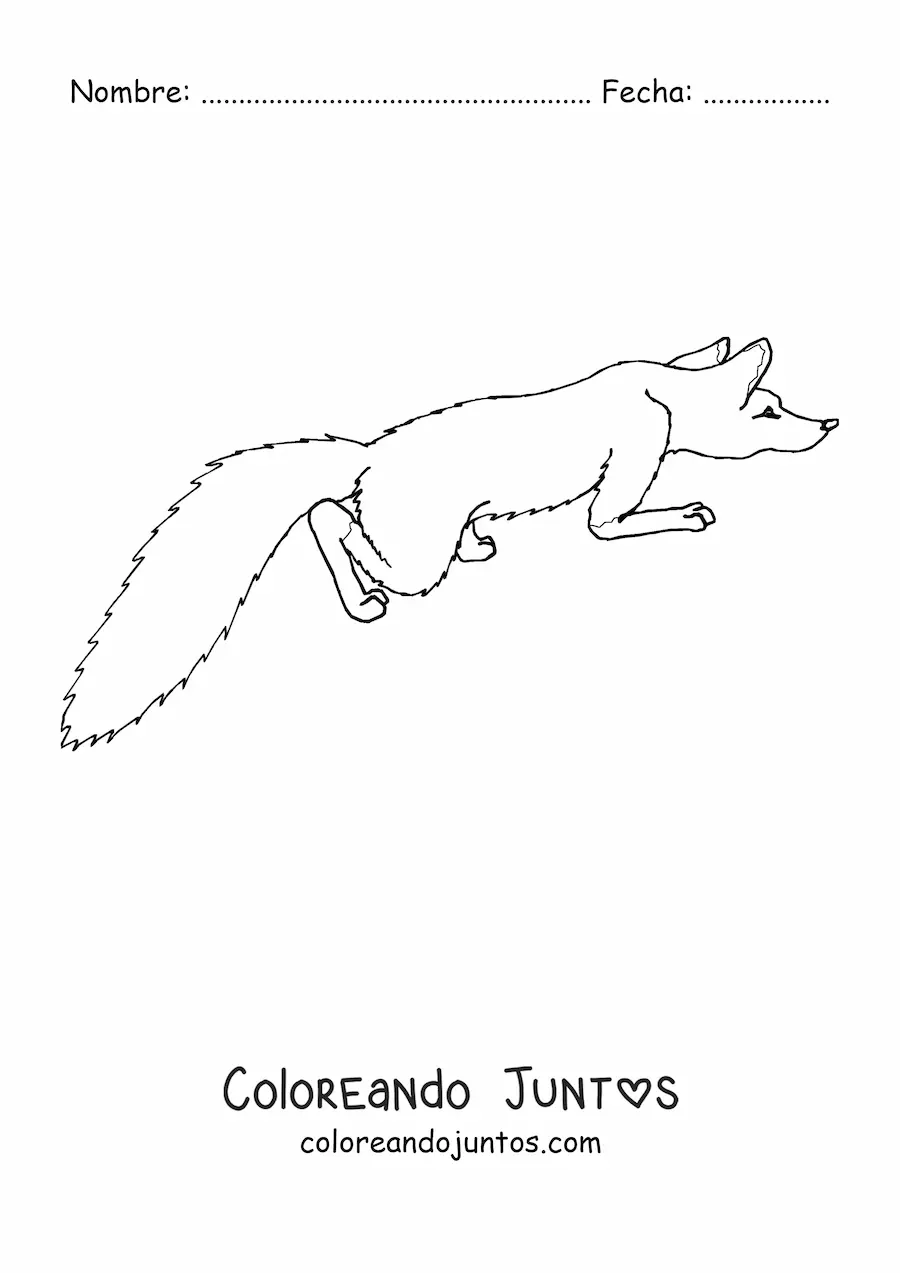 Imagen para colorear de un zorro salvaje agachado desde arriba