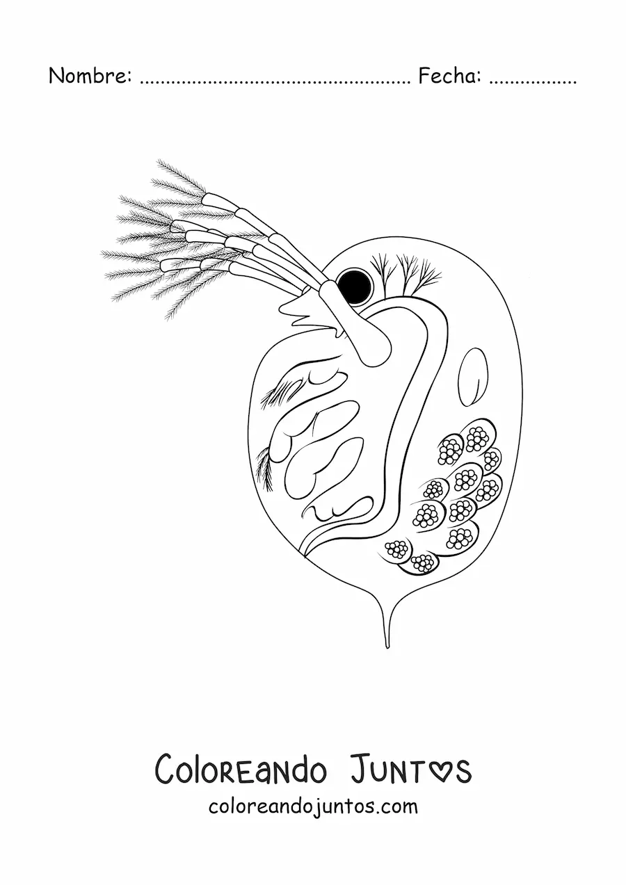 Imagen para colorear de una daphnia