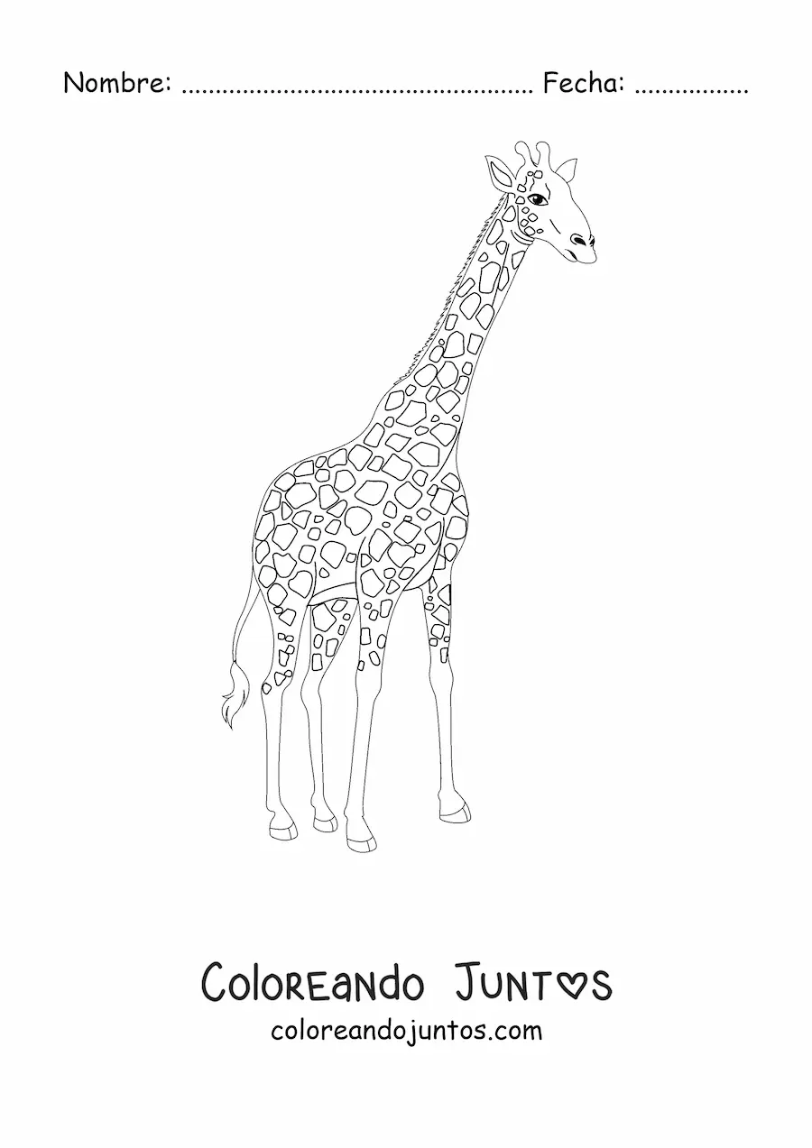 Imagen para colorear de una jirafa mirando hacia la derecha