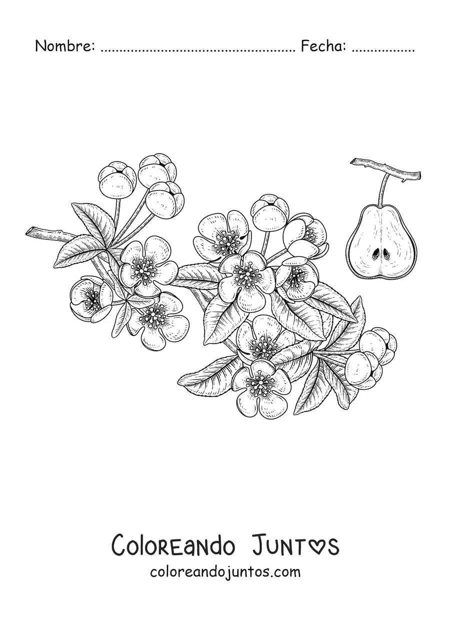 Imagen para colorear de unas ramas de un peral con flores y una pera