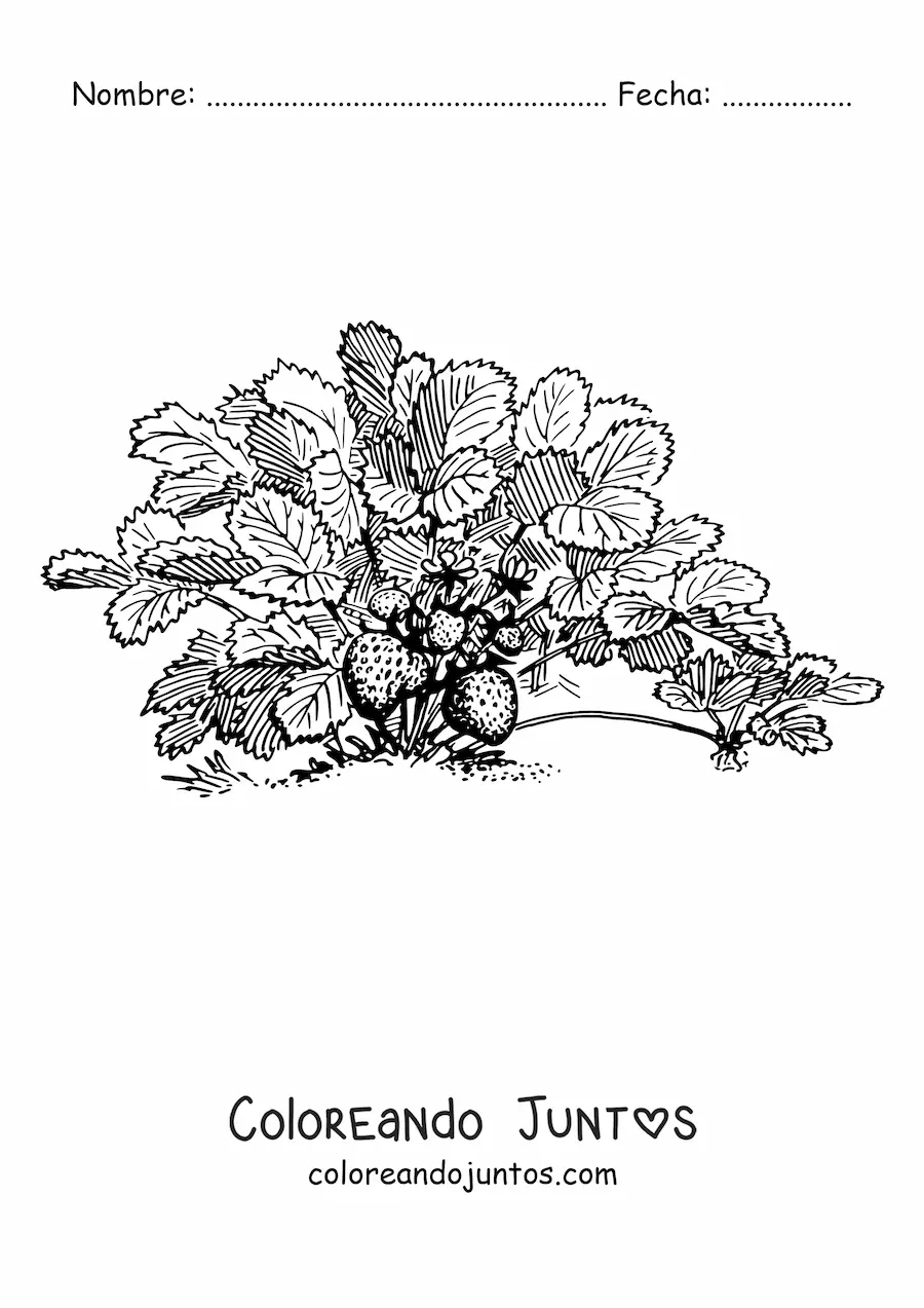 Imagen para colorear de un arbusto de fresas salvajes