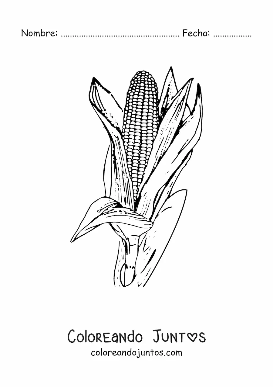 Imagen para colorear de una mazorca de maíz realista con hojas