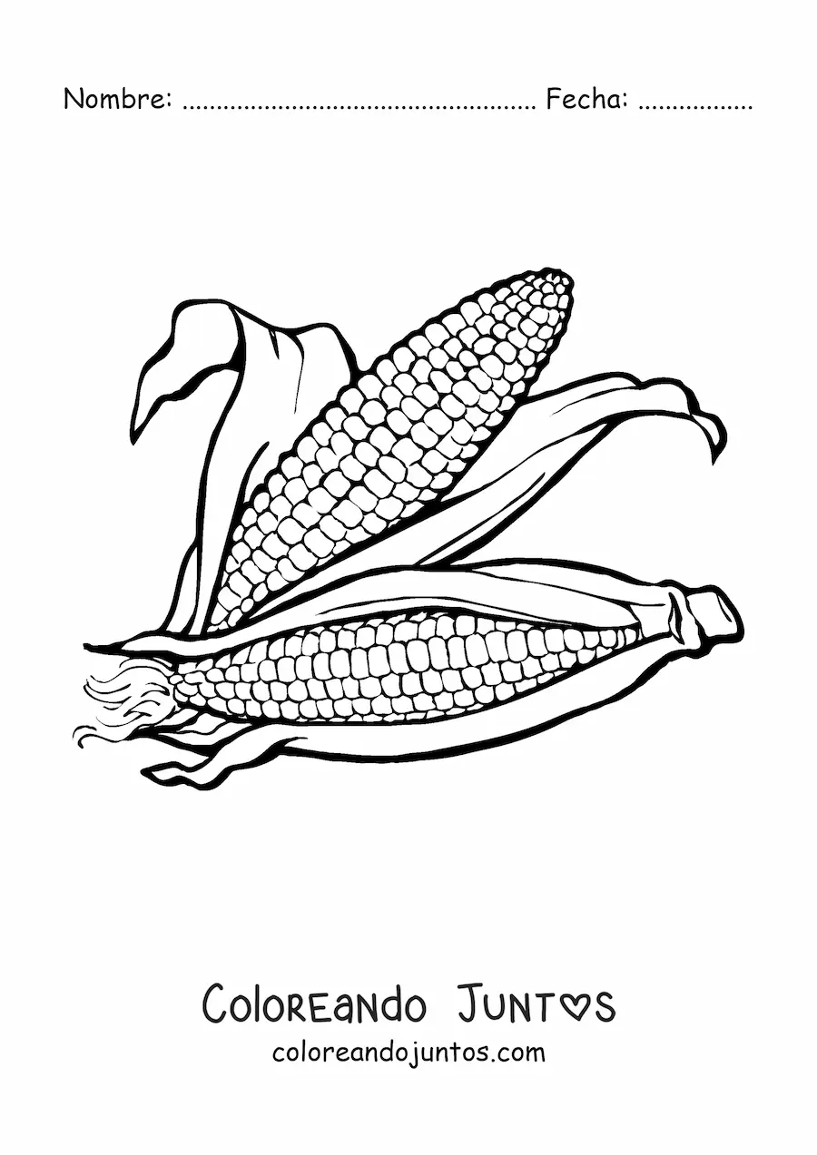 Imagen para colorear de dos mazorcas de maíz realistas