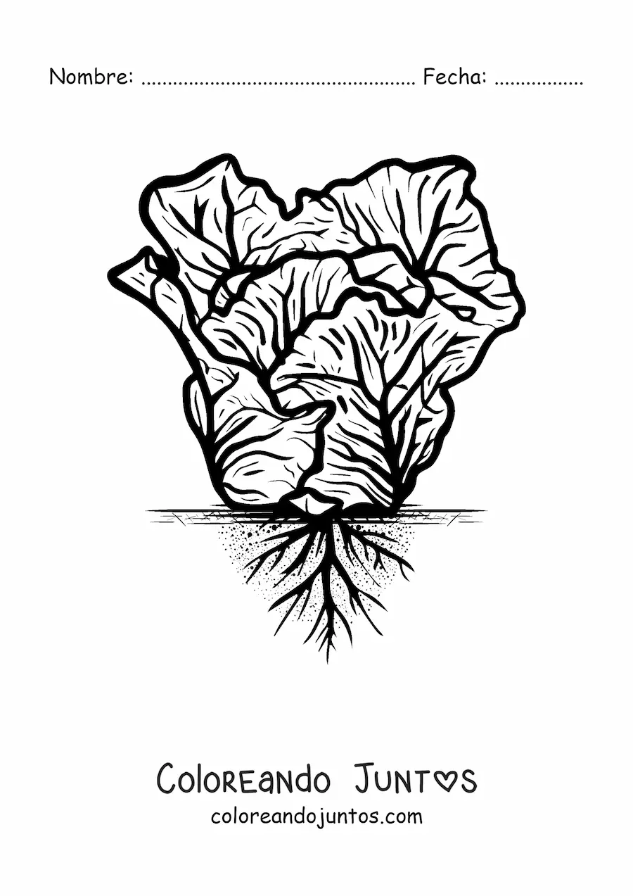 Imagen para colorear de una planta de lechuga realista
