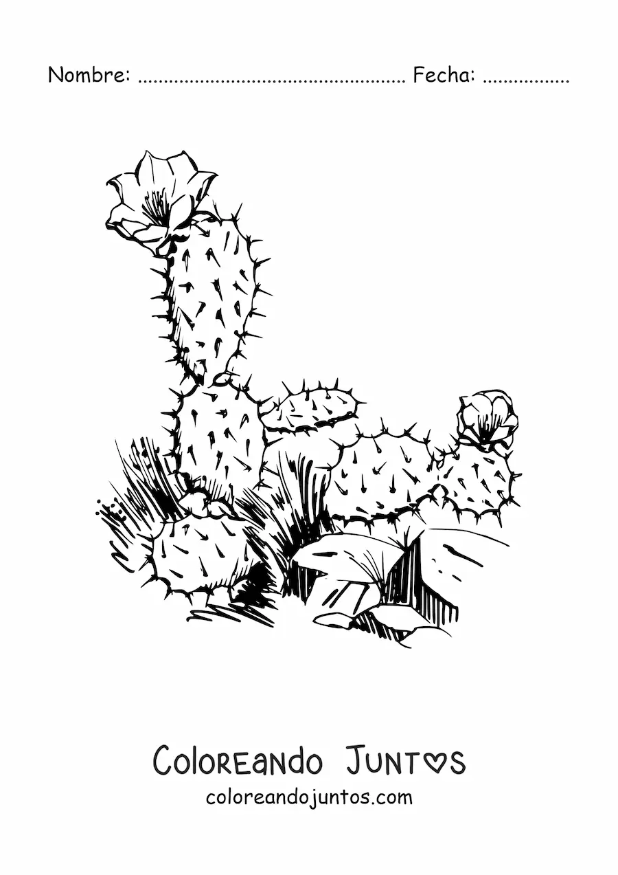 Imagen para colorear de un cactus realista