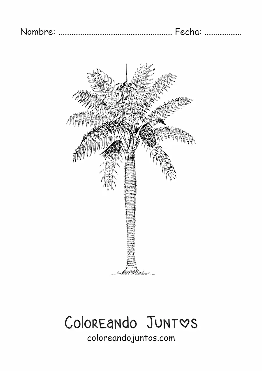Imagen para colorear de una palma espinosa