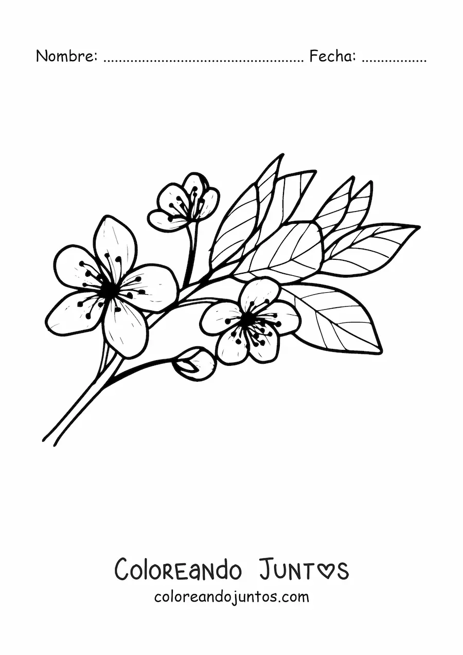 Imagen para colorear de una flor de cerezo